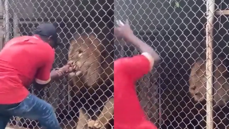 León arranca dedo de su cuidador.