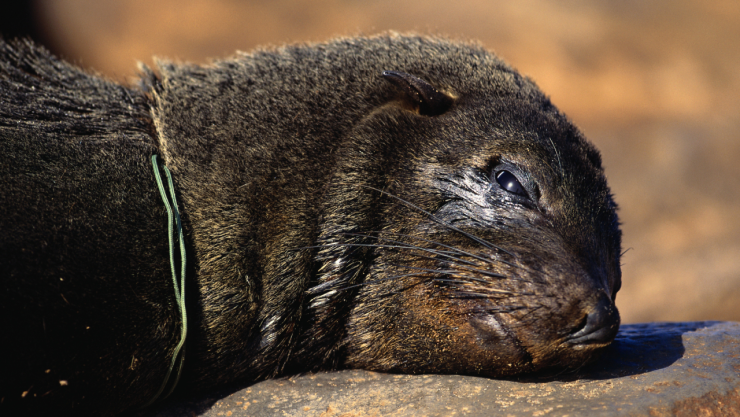 Hallan focas muertas en la costa del Mar Caspio, Rusia