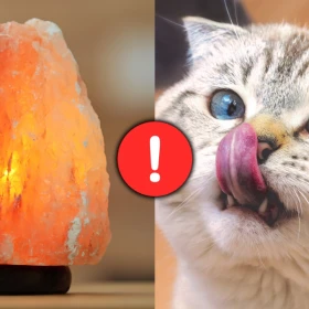 /estilo-de-vida/que-pasa-si-tu-gato-lame-lampara-de-sal