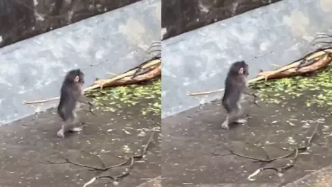 Punch camina en dos patas