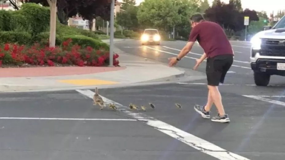 Hombre ayudar a patitos a cruzar la calle