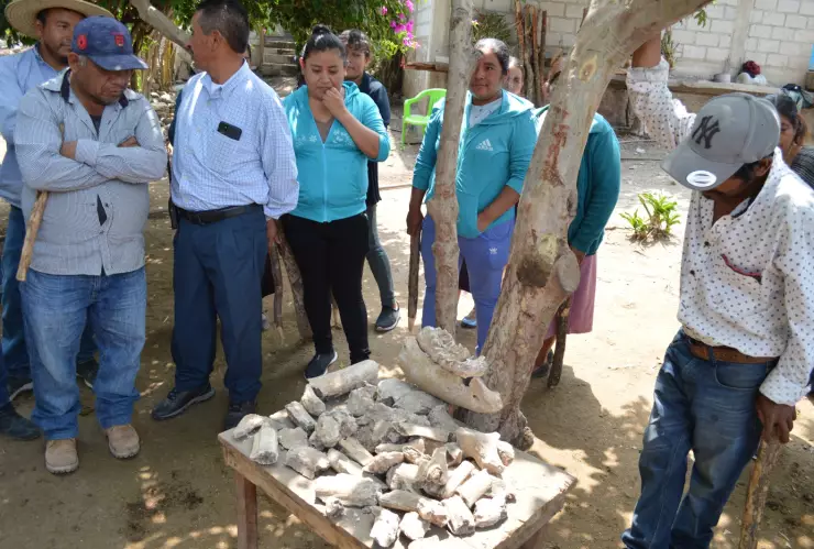 INAH confirma hallazgo de gonfoterio fósil en Guerrero