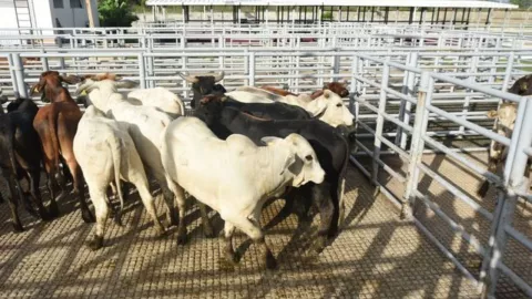 Pausan comercio de ganado por caso de gusano barrenador