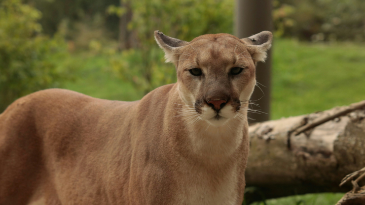 Ataque de puma deja gravemente a una niña de 11 años que alimentaba gallinas