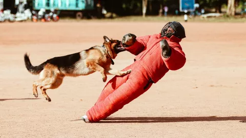 Recomendaciones-ante-ataque-de-un-perro