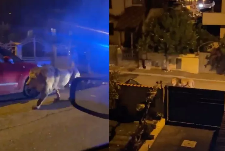 León escapa de circo y camina por las calles