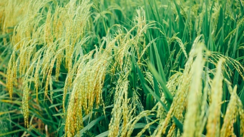 arroz - grano - basico - alimentacion - mexico