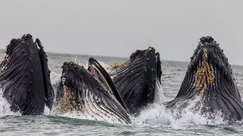 Avistamiento ballenas Ensenada 2024 ¿Cuándo inicia y termina?