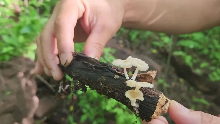 Hongos en Sinaloa