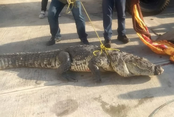 Golpe de calor y estrés matan a cocodrilo en Tamaulipas