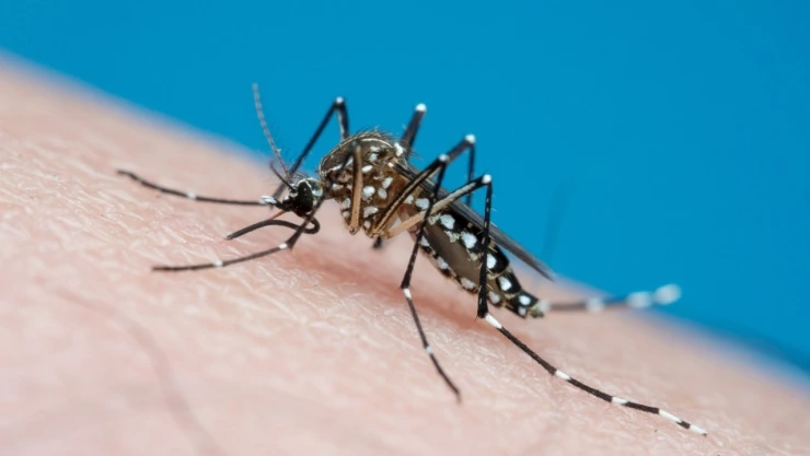 Cómo es el mosquito del dengue