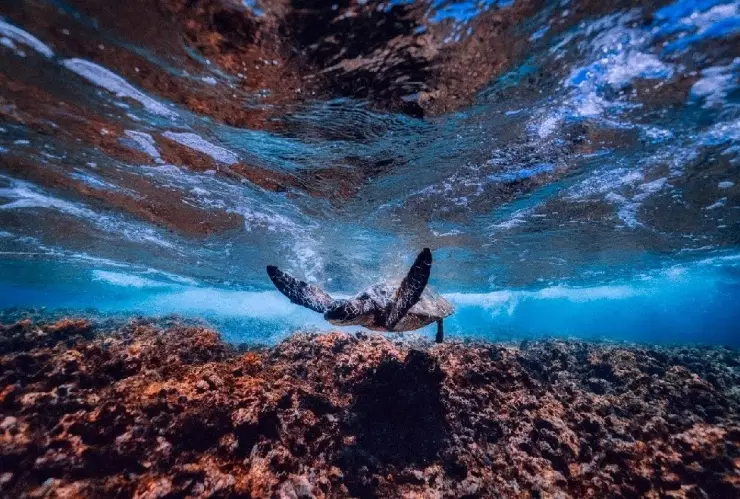 UNESCO vida marina calentamiento global.jpg