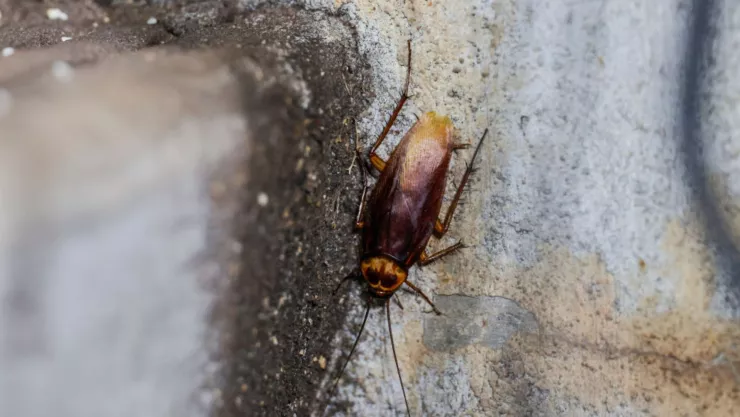 Remedios para cucarachas con bicarbonato