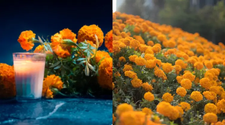 Flor de cempasuchil donde comprarla en estados México