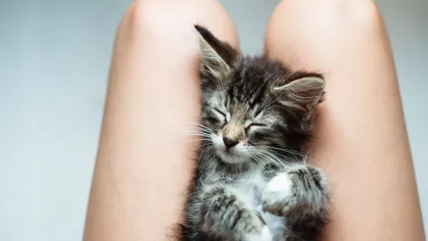 gato duerme sobre piernas