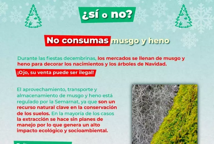 Heno y musgo