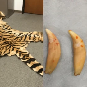 Piel de tigre extendida en el piso y tres dientes de león junto a una regla de medición, presentados como evidencia de tráfico de fauna silvestre.