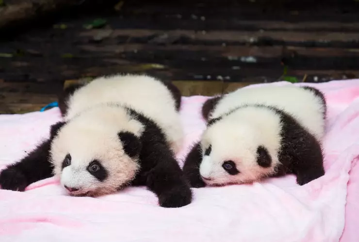 Corea del Sur registró por primera vez en su historia el nacimiento de sus primeros pandas gemelos; su madre es Ai Bao, que fue enviada por China a este país asiático en 2016.