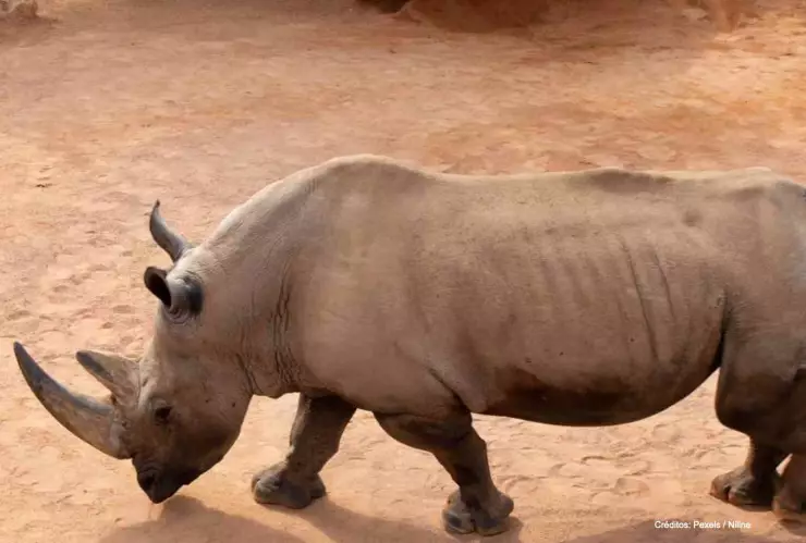 rinoceronte blanco america latina.jpg