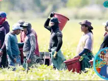 Migrantes, contribución a México.