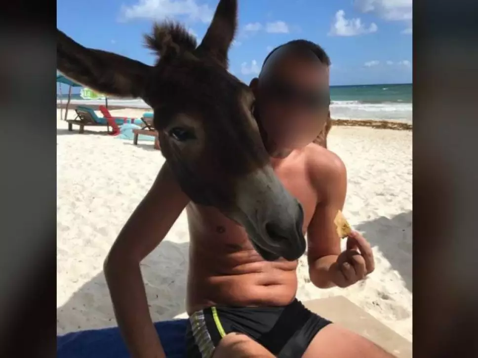Embriagan a burro como atracción turística en hotel de Tulum, denuncian maltrato animal