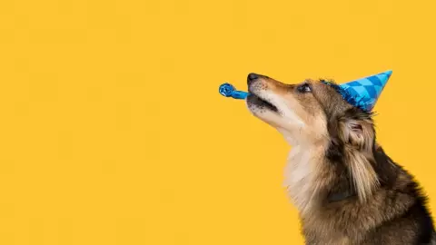 Consejos para ayudar a tu perro si se asusta con la pirotecnia.jpg