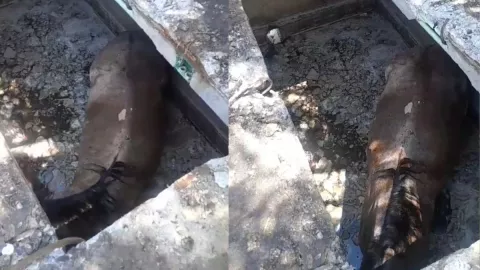 Yegua atrapada en Puente Moreno