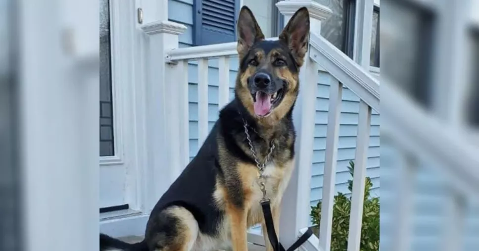 Hombre rescata perrita de un refugio y ella lo salva de un derrame cerebral