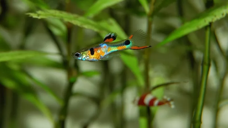 ¡La batalla está en sus aletas! Pececillos luchan contra el dengue en Jalisco