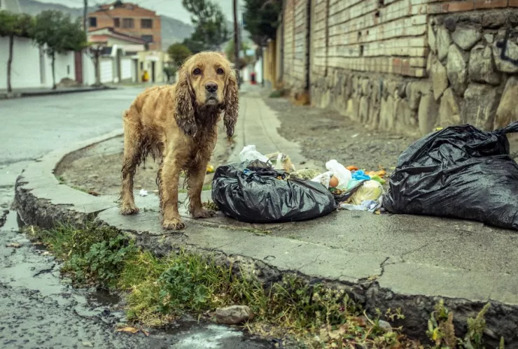 perros callejeros
