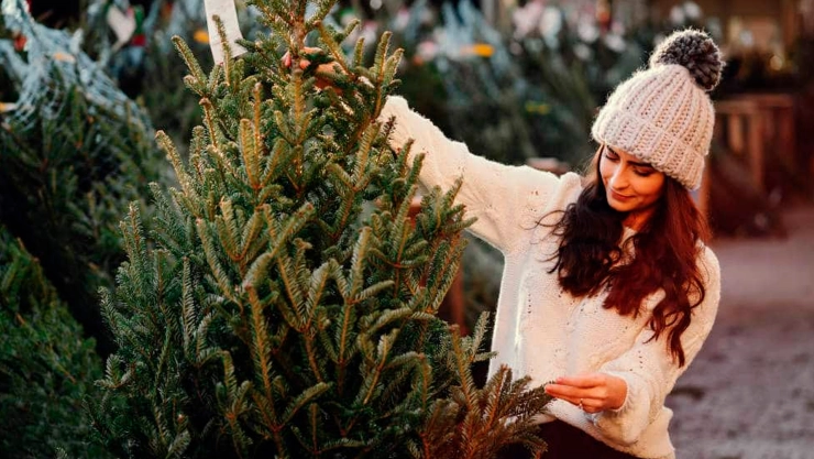 10 consejos para cuidar tu árbol de Navidad: cómo mantenerlo verde y fresco en casa