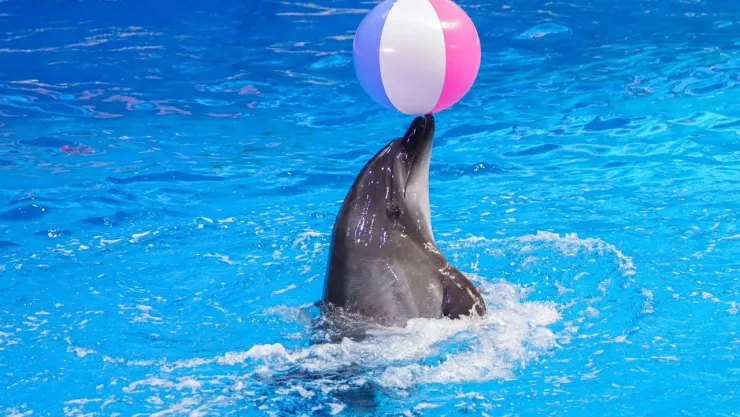 Profepa se muestra a favor de propuesta para prohibir los espectáculos con delfines