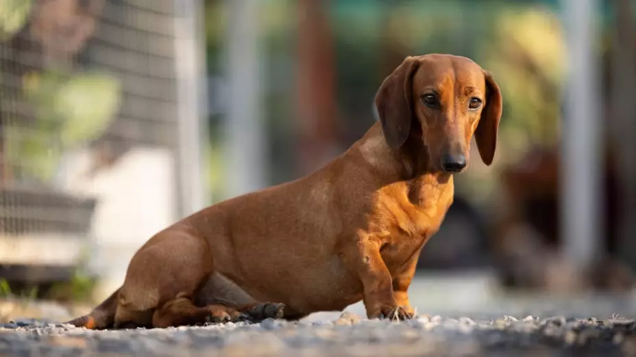 Alemania considera prohibir la cría de perros salchicha