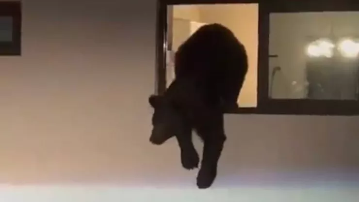 Un video muestra a un oso grande saliendo por la ventana de la cocina de una casa