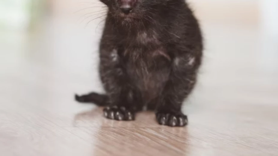 Nace un gatito mutante de un sólo ojo: lo llaman ‘gato cíclope