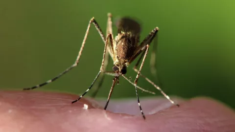 5 trucos para evitar que haya mosquitos en la habitación