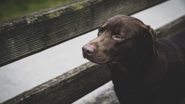 perrito azotea policías cdmx