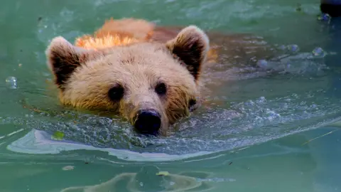 osa grizzly mujer cárcel