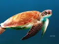buscando-a-nemo