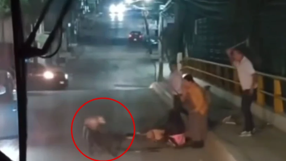 familia es atacada por jauria de perros en puente de la mexico queretaro.png