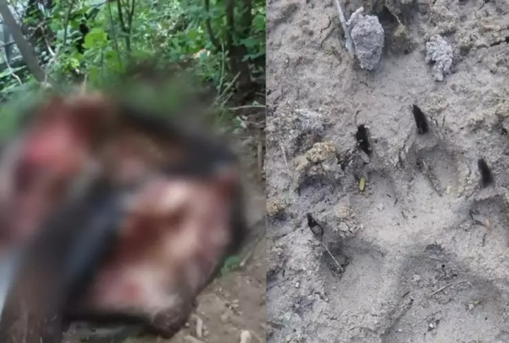 depredador de hermenegildo galeana acatlán puebla