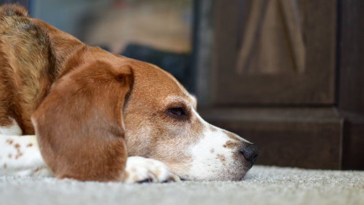 Cómo eliminar el olor de orina de perro de tu hogar 4 ideas que sí funcionan, según los expertos