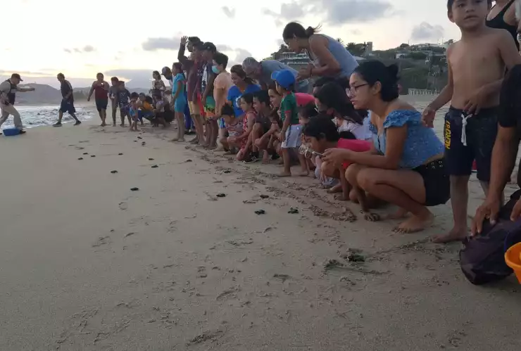 Liberan tortugas.jpeg