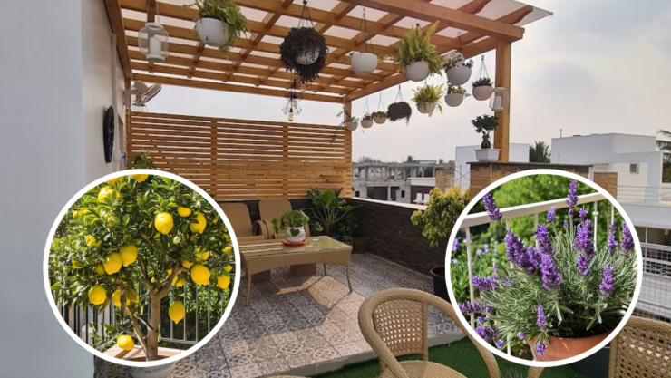 4 plantas que debes poner en tu terraza si quieres que luzca acogedora y hermosa