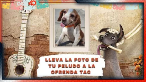 ofrenda perritos tehuacán Puebla