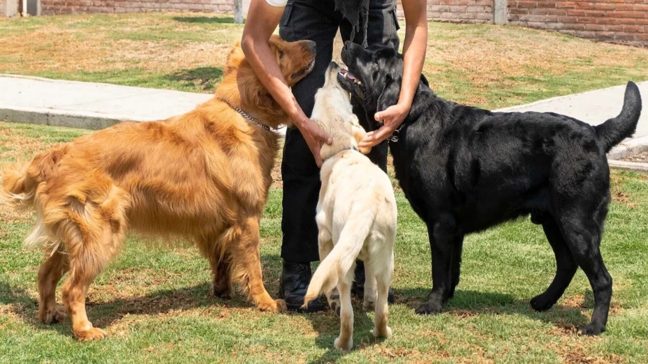 perritos guía.jpg