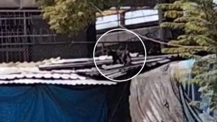 VIDEO - Pantera aterroriza usuarios del metro de CDMX al rondar estación