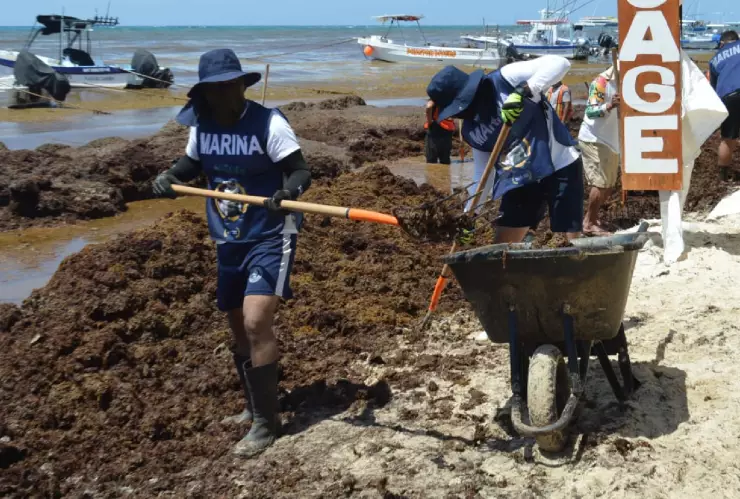 El Sargazo llega a las Playas de Quintana Roo: Esto se sabe de la alga en el Caribe Mexicano