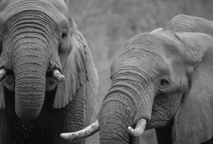 Elefante, persona, derechos 2.jpg