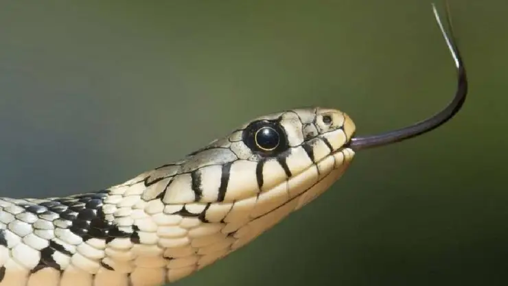 ¡Tragedia! Muere N1Ñ4 de 4 años por MORDEDURA de SERPIENTE; esto se sabe